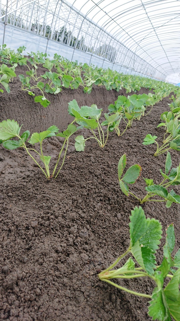 【幸陽ファーム】イチゴの苗を植えました！！