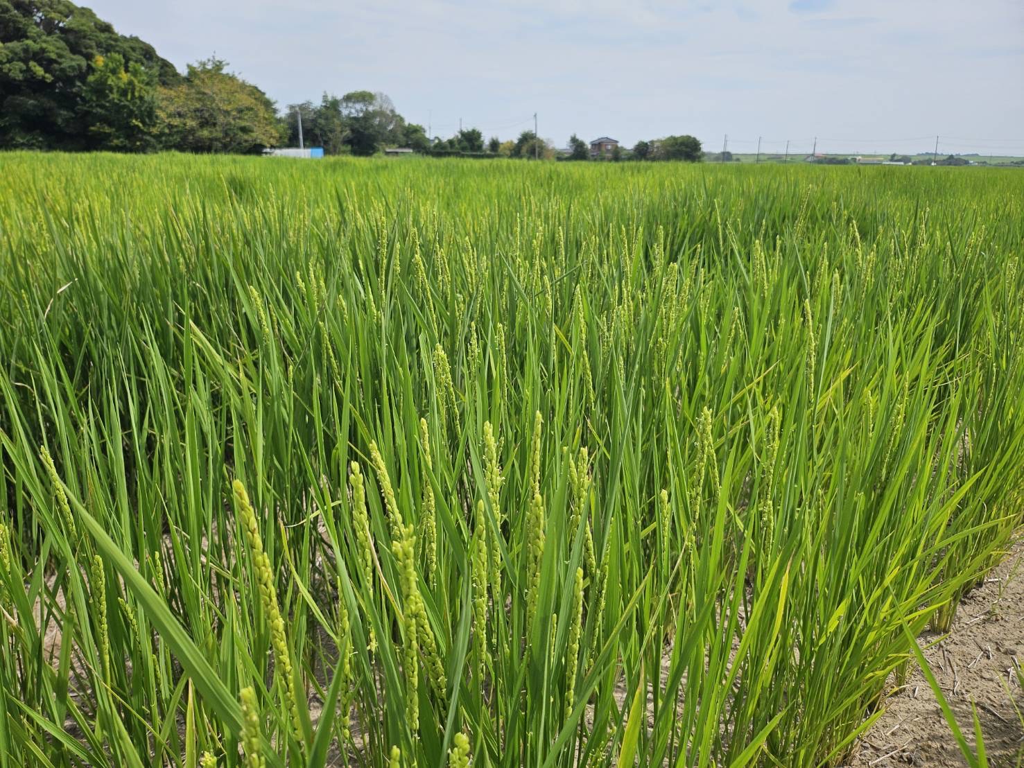 ＊陸稲栽培＊